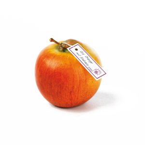 Cox's Orange Pippin With Thick Stem