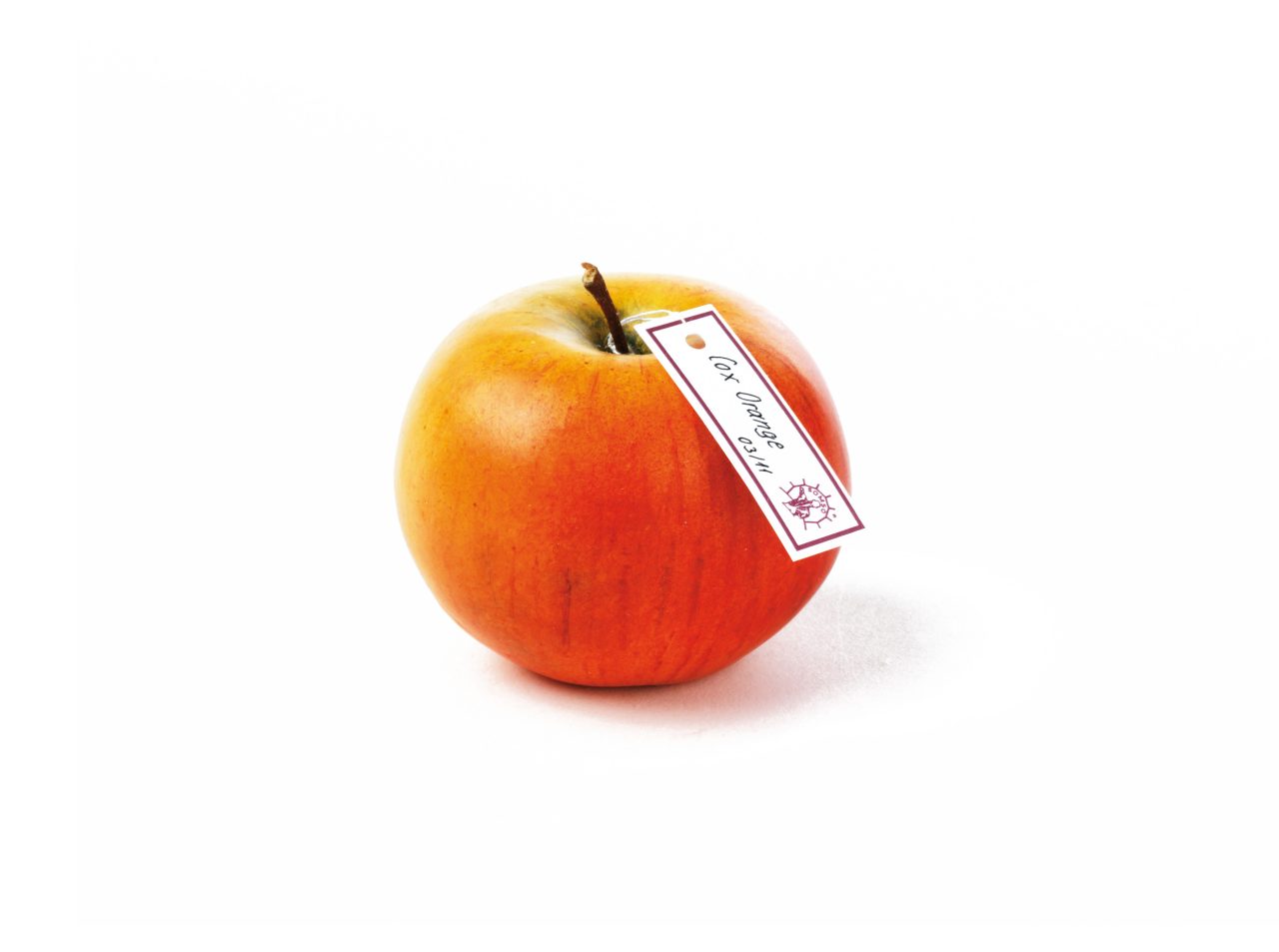 Cox's Orange Pippin Without Thick Stem