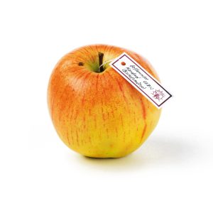 Geflammter Kardinal - Elongated Shape