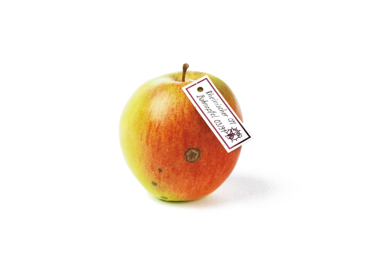 Rheinischer Bohnapfel