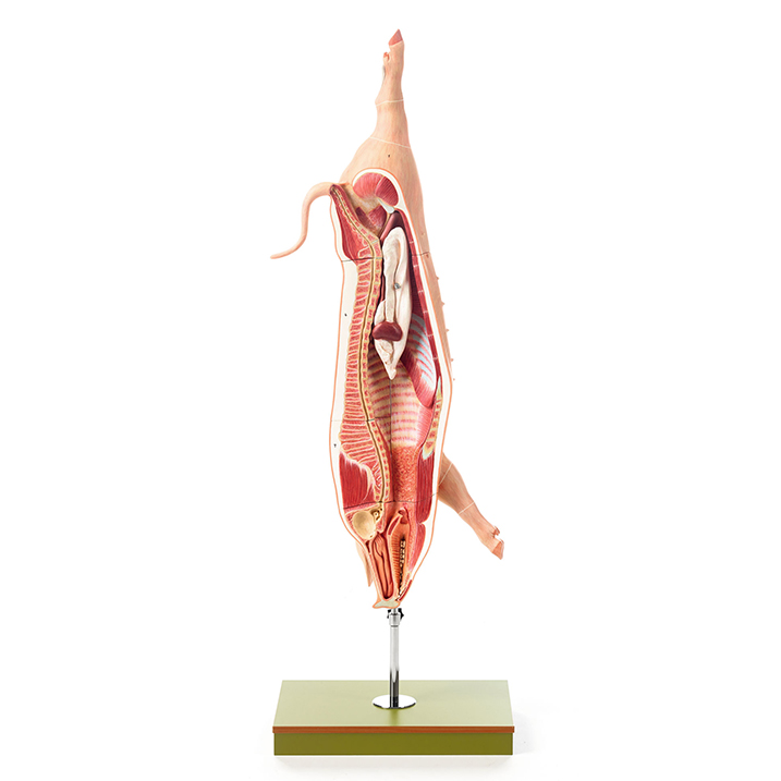 Model of the Carcass of a Pig