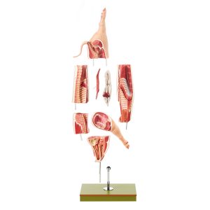 Model of the Carcass of a Pig