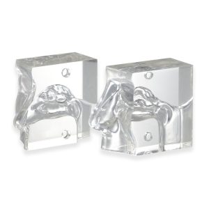 Transparent Nasal Cavity Model