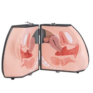 Female Organ Model
