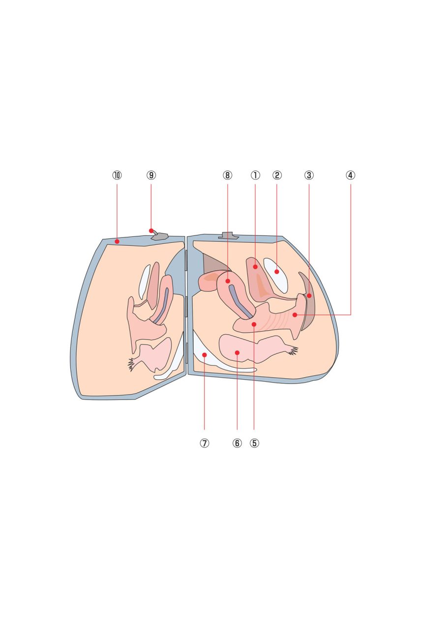 Female Organ Model