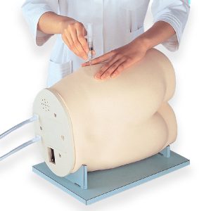 Ventrogluteal Intramuscular Injection Model