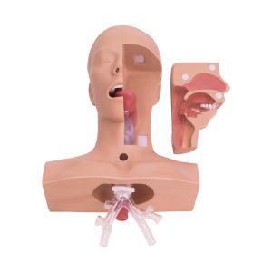 Suction Training Model Type II