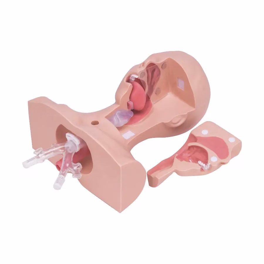 Suction Training Model Type II