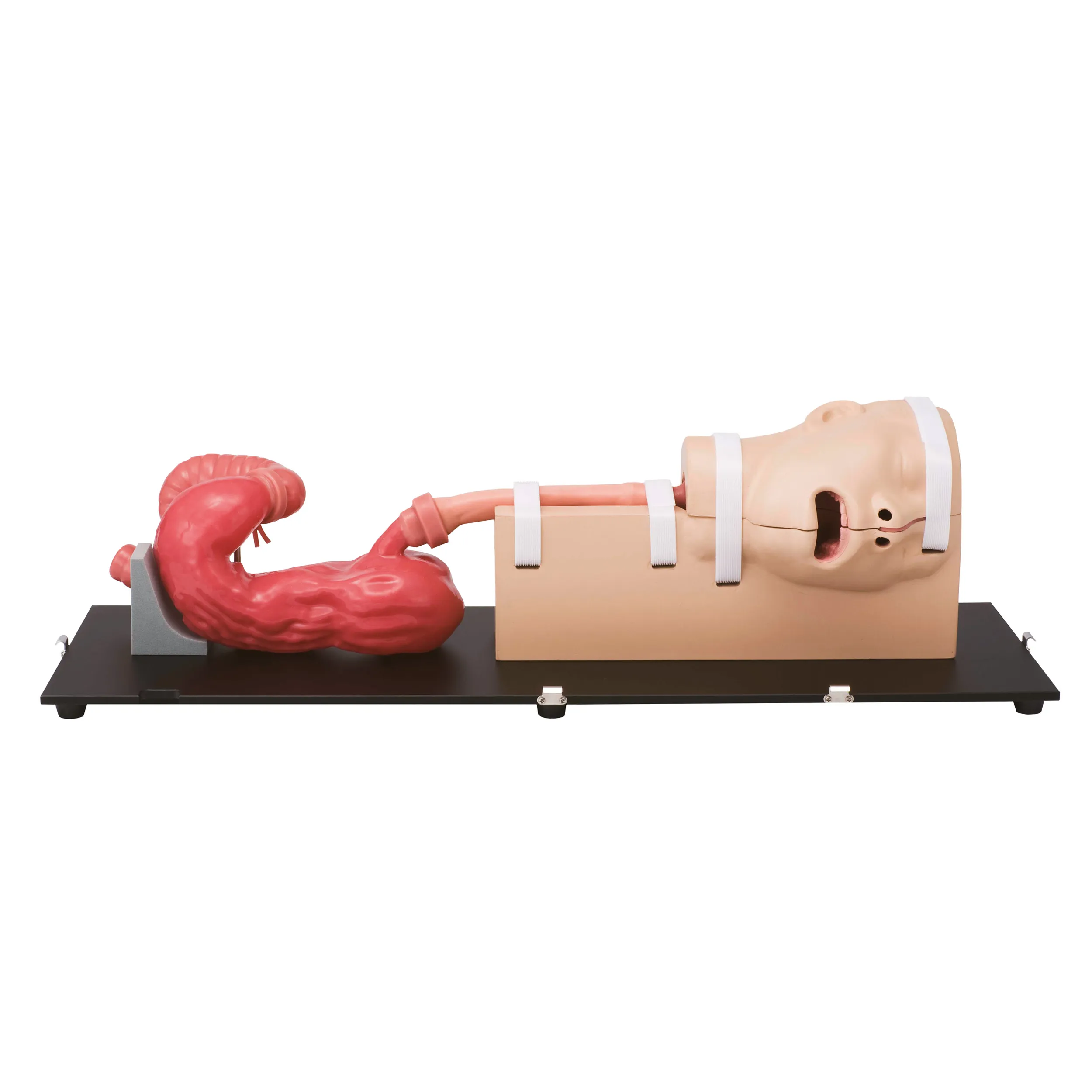 Esophago-Gastro-Duodenoscopy (EGD) Simulator