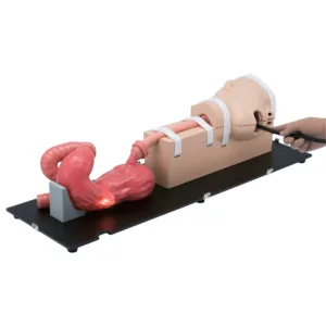 Esophago-Gastro-Duodenoscopy (EGD) Simulator