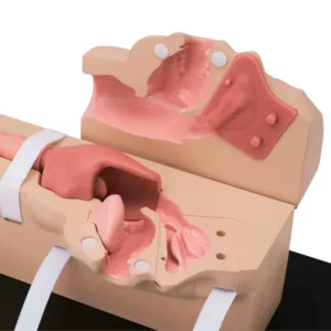 Esophago-Gastro-Duodenoscopy (EGD) Simulator