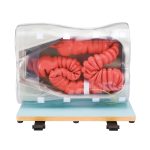 Koken Colonoscopy (Lower GI Endoscopy) Simulator Type II | Adam,Rouilly