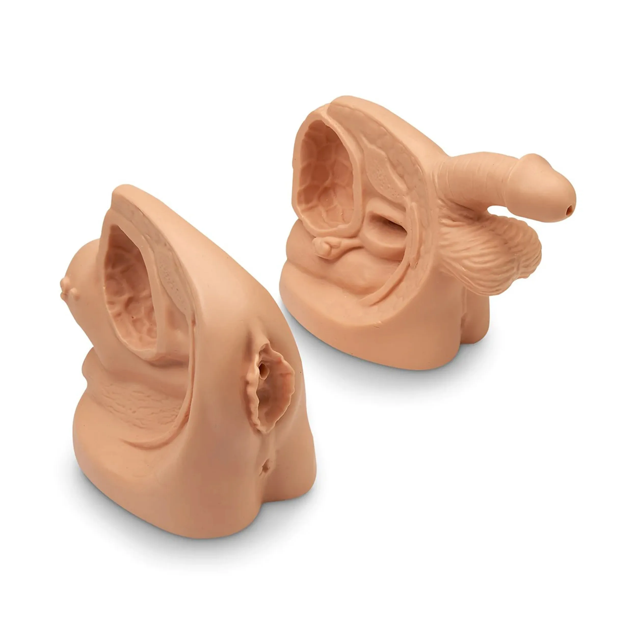 Male and Female Catheter Model Set