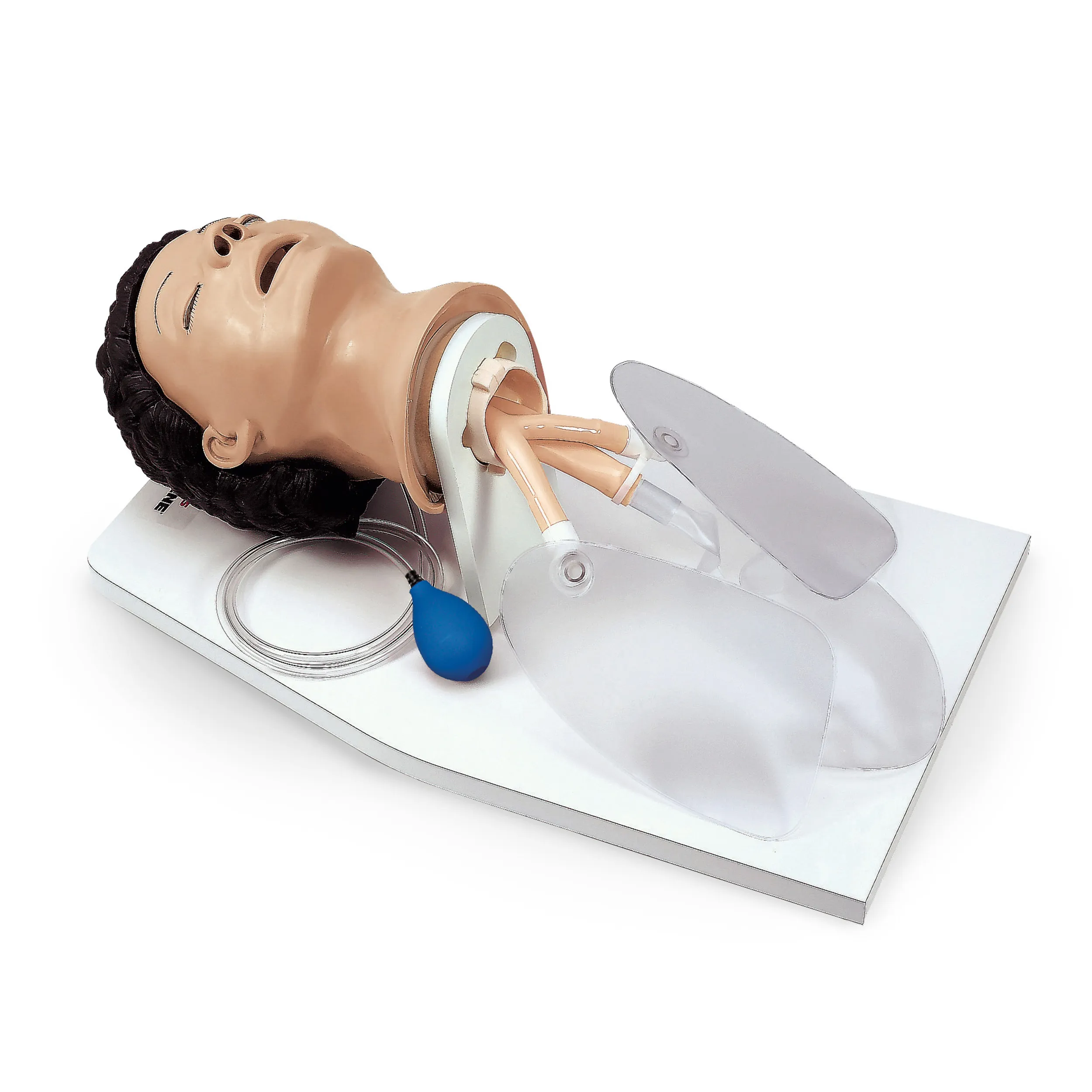 Adult Airway Management Trainer With Stand
