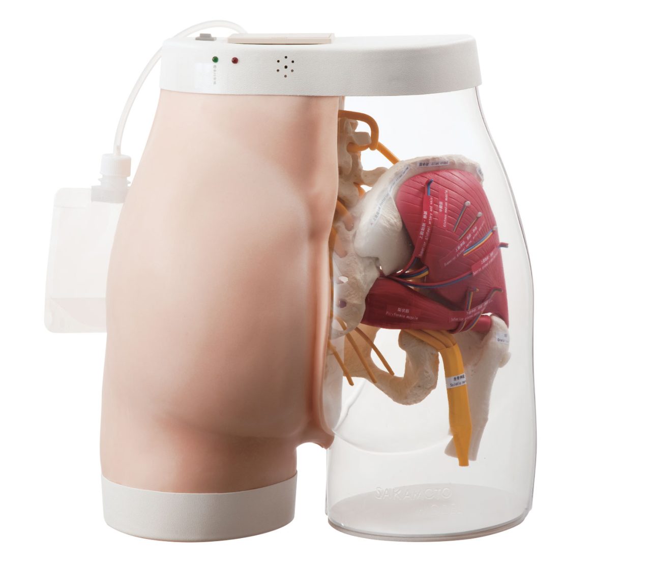 Intramuscular Injection Model of Buttocks, Light