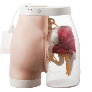 Intramuscular Injection Model of Buttocks, Light