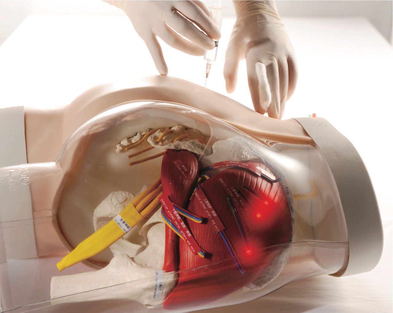 Intramuscular Injection Model of Buttocks, Light