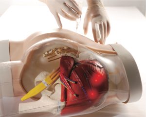 Intramuscular Injection Model of Buttocks, Light