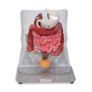 Otto Ostomy Model - Advanced