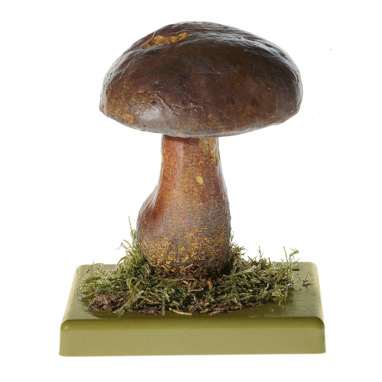 Dotted Stem Bolete