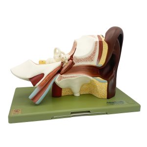 Ear - Separates Into 3 Parts, Dark