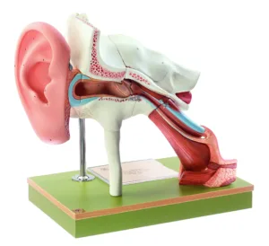 Ear With Pinna - 8 Parts, Light
