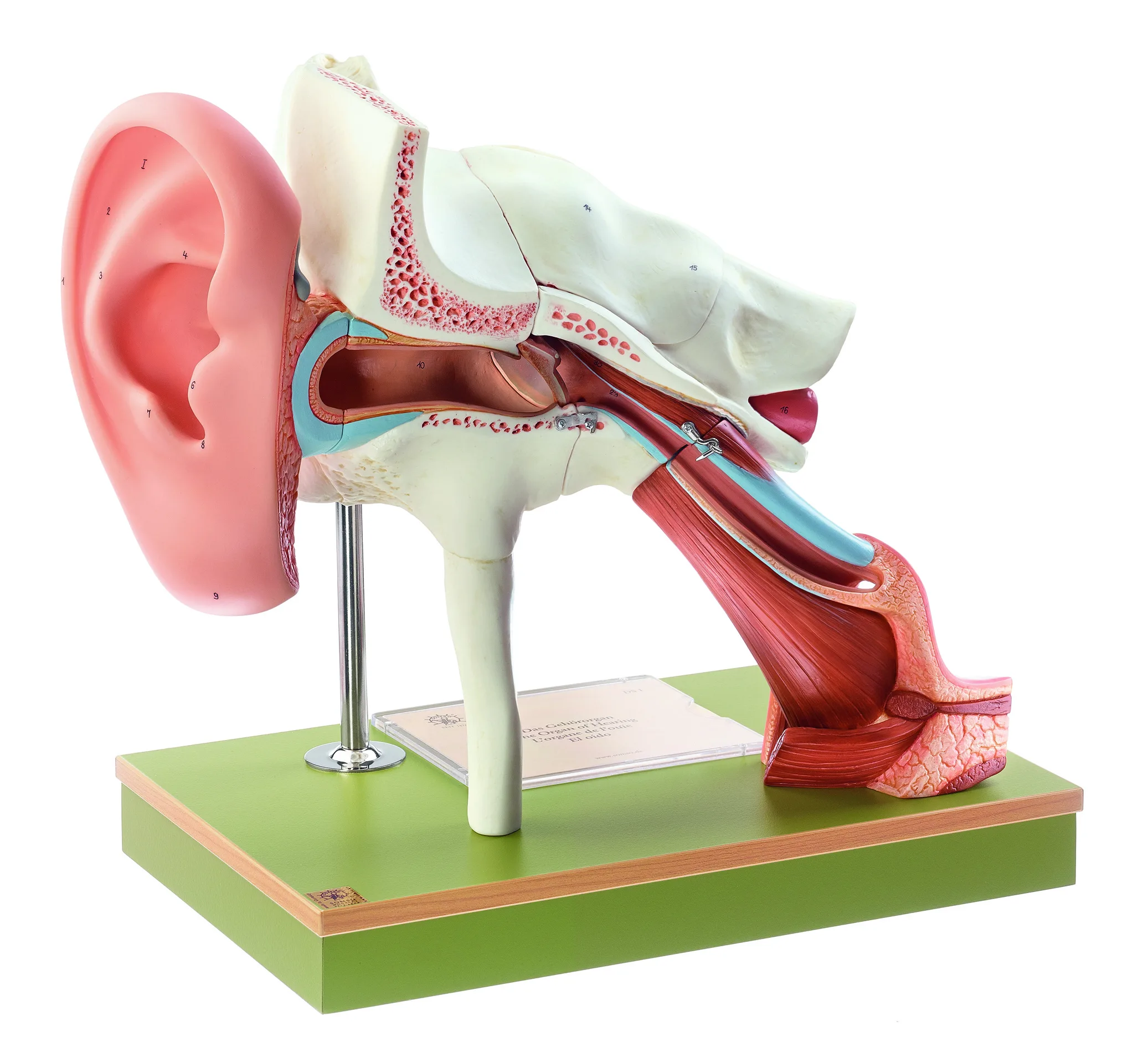 Ear With Pinna – 8 Parts, Light