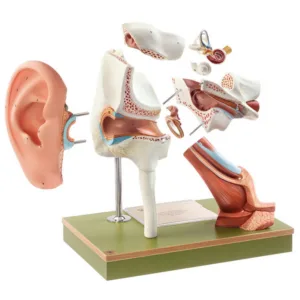 Ear With Pinna - 8 Parts, Light