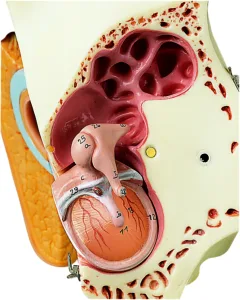 Ear With Pinna - 8 Parts, Light