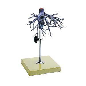 Model of the Hepatic Veins