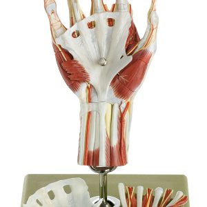 Surgical Hand Model in a Didactic Colour-Scheme, Light
