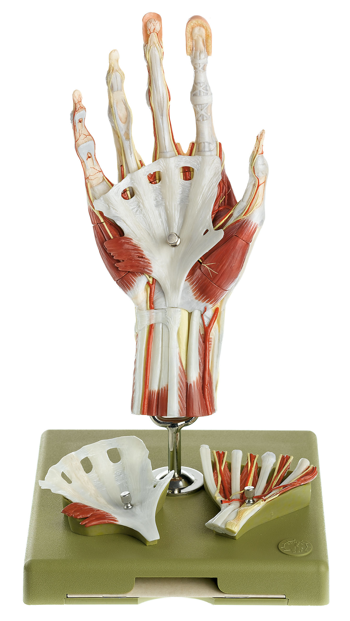 Surgical Hand Model in a Didactic Colour-Scheme, Light