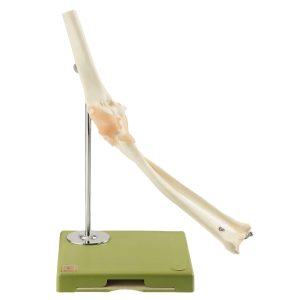 Functional Model of the Elbow Joint