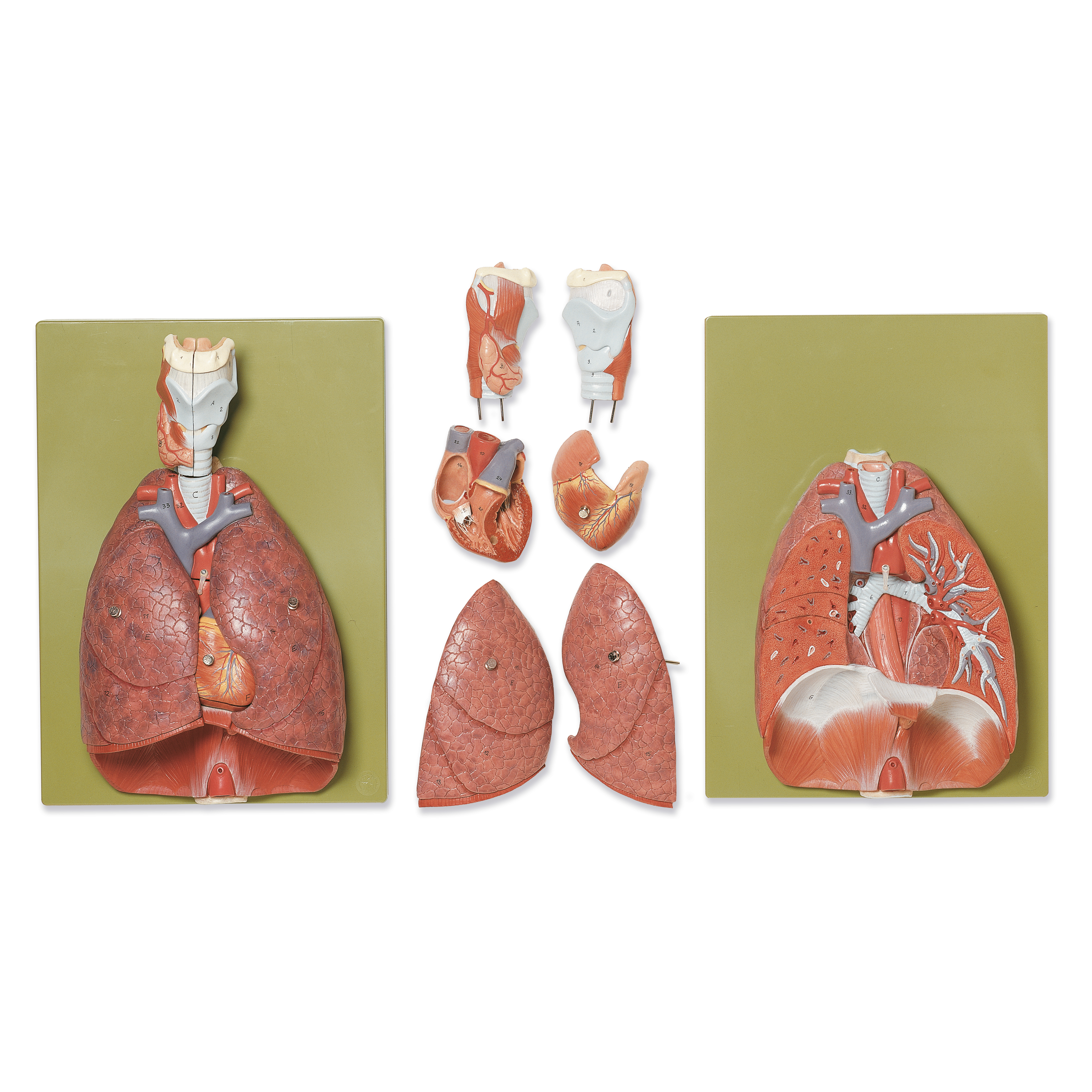 Lungs With Heart, Diaphragm and Larynx