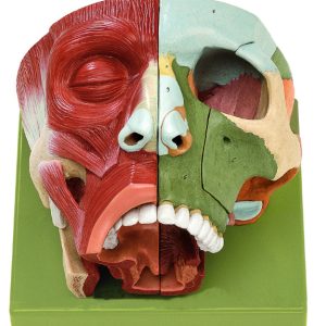 Nose and Nasal Cavities