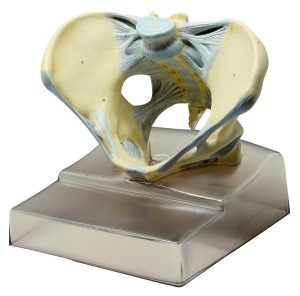 Female Pelvis With Ligamentous Apparatus