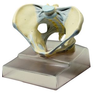 Female Pelvis With Ligamentous Apparatus