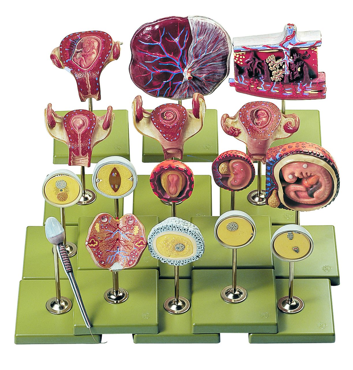 Fertilization and Development of the Human Ovum Up to the Third Month