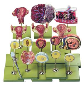 Fertilization and Development of the Human Ovum Up to the Third Month