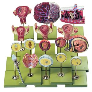 Fertilization and Development of the Human Ovum Up to the Third Month