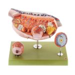 Embryonic Development/Birth Models | Adam,Rouilly