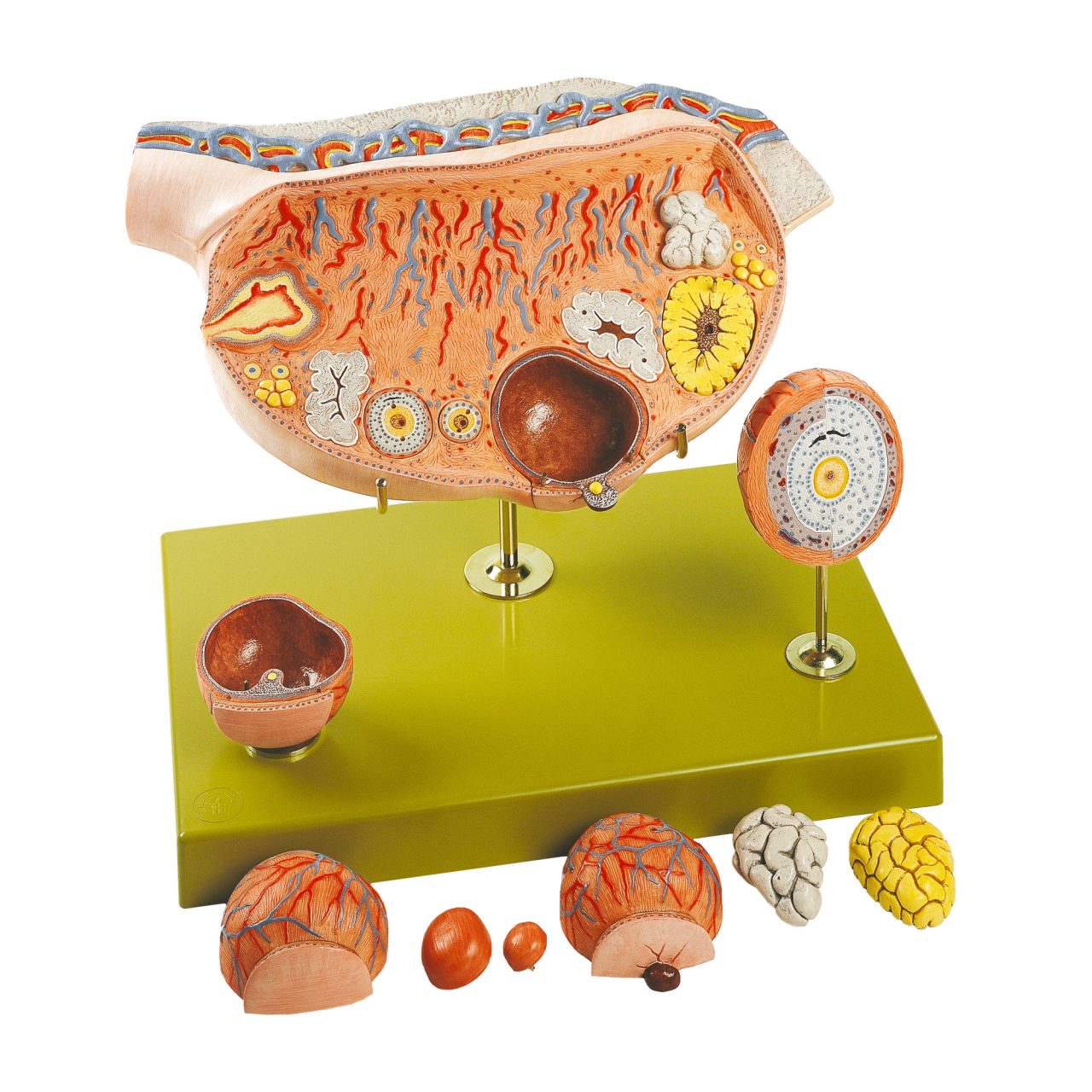 Model of the Ovary