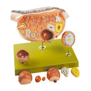 Model of the Ovary