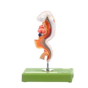 Human Embryo - Approximately 28 Days Old