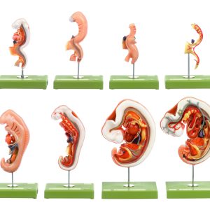 Anatomy of Human Embryos