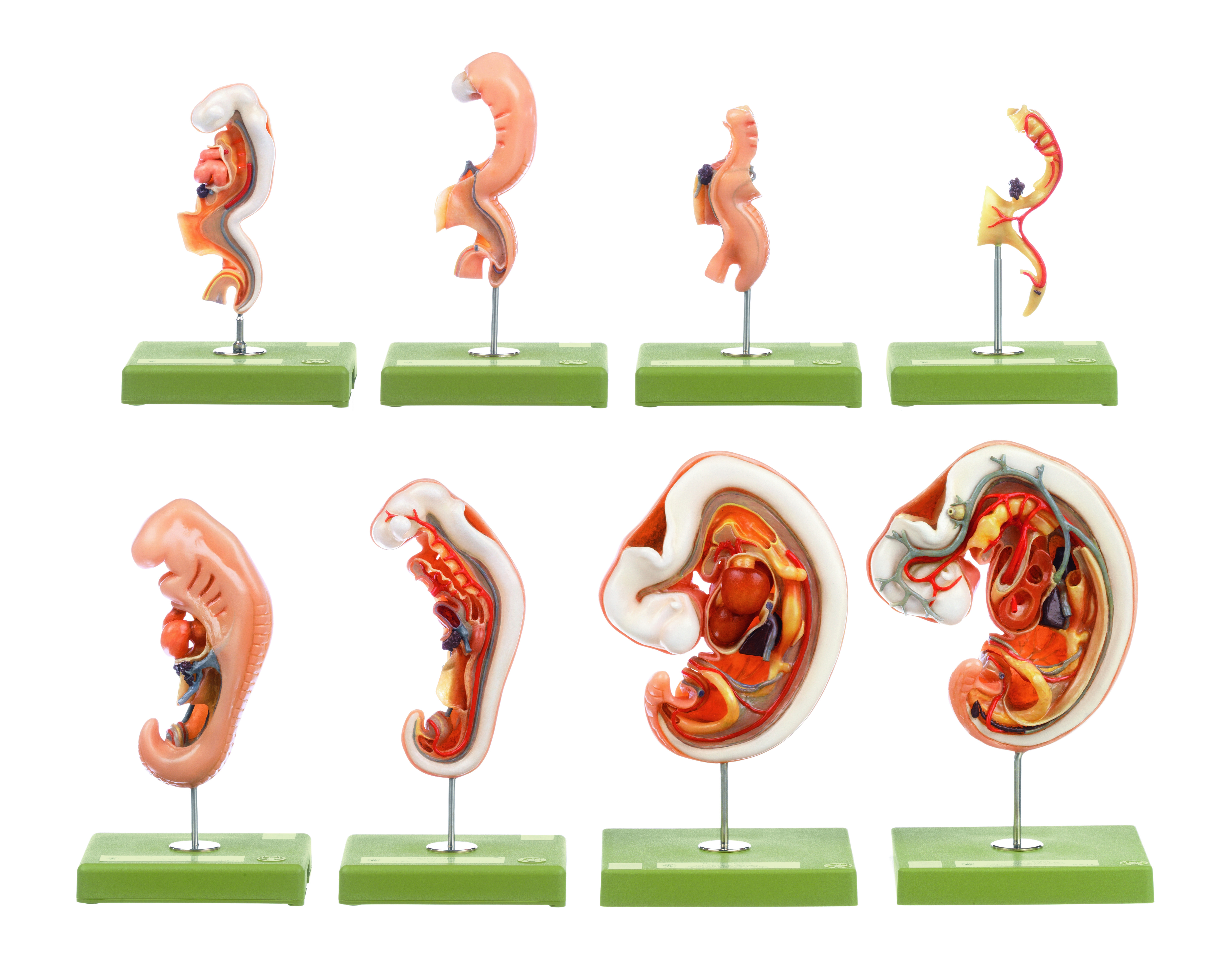 Anatomy of Human Embryos