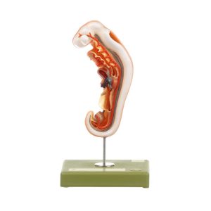 Anatomy of Human Embryos