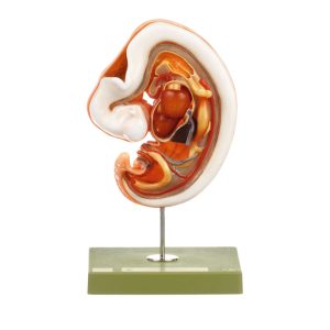 Anatomy of Human Embryos