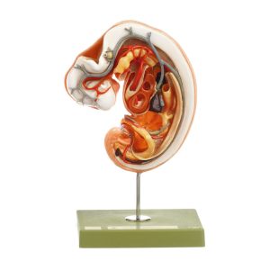 Anatomy of Human Embryos