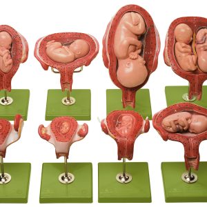 Series Showing Pregnancy